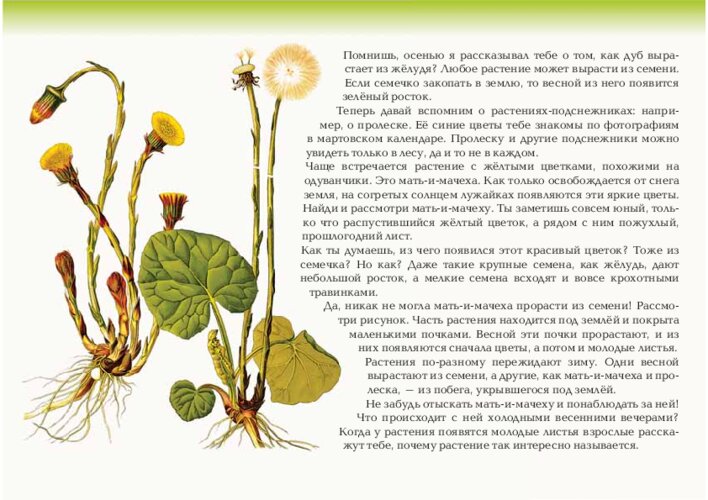 Весна вокруг нас и первые растения, страница 4