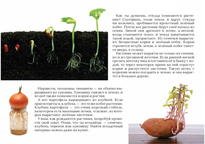 Божена Немцова «Счастье Яромила» и способы размножения растений, страница 10