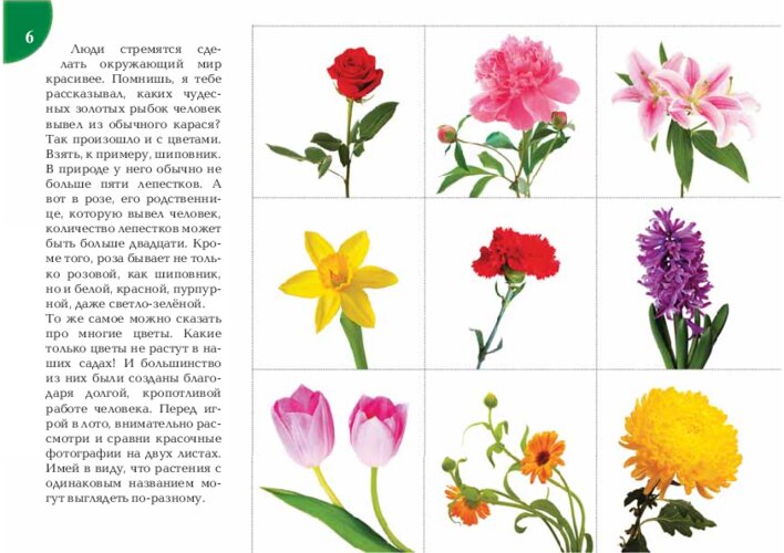 Садовые цветы: сравнение и лото, страница 13