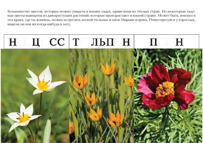 Зайчата, пропущенные буквы и дикорастущие родственники цветов, страница 44