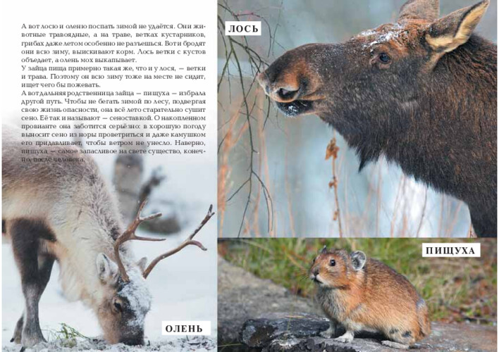 Как животные переживают зиму, страница 18