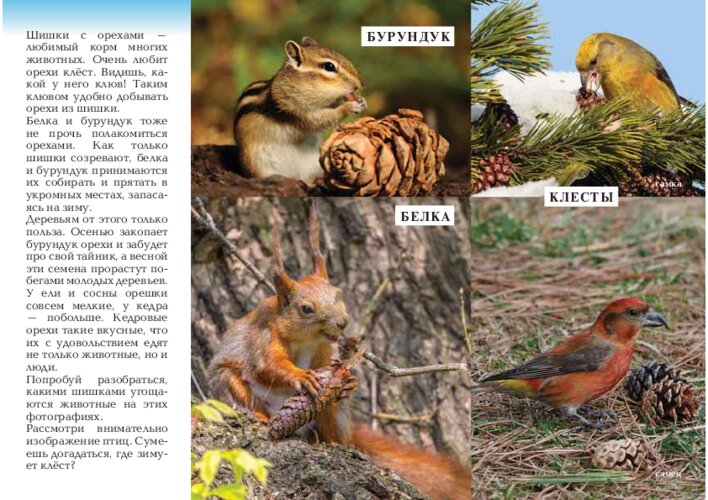 Хвойные деревья, шишки и зимний корм животных, страница 12