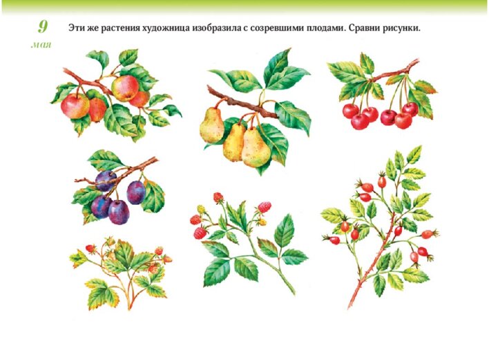 Цветы, плоды и условия хорошего урожая, страница 19