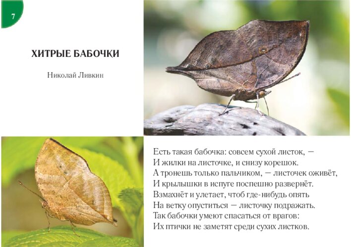 Н. Ливкин «Хитрые бабочки» и Л. Н. Толстой «Старик и яблони», страница 15
