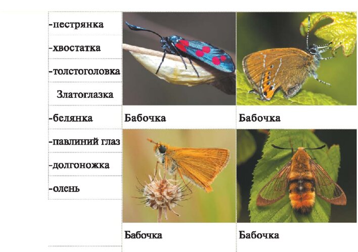 «Говорящие» названия насекомых: вторая подборка, страница 29
