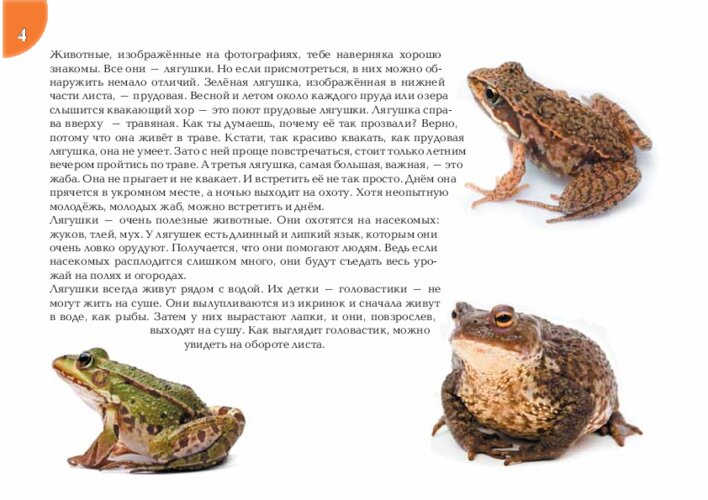 Лягушки, жабы и головастики, страница 9