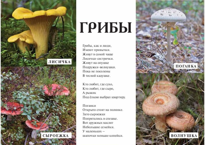 В. Викторов «Грибы», страница 39