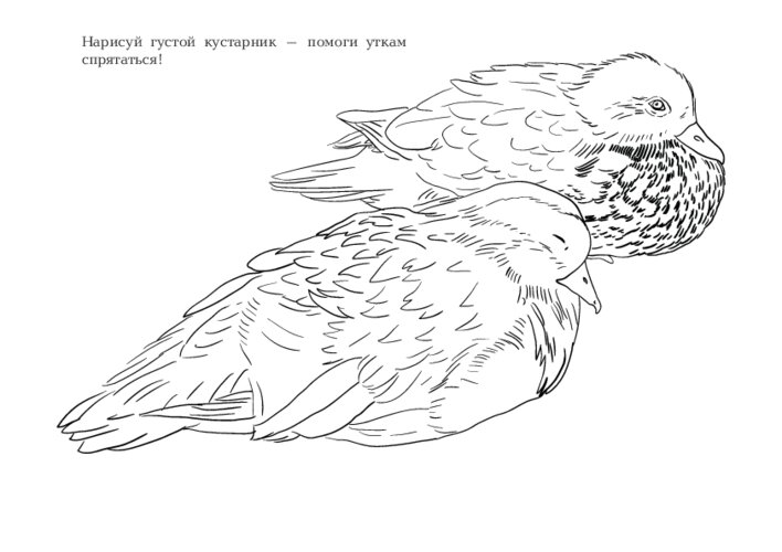 Как птицы маскируются, страница 28