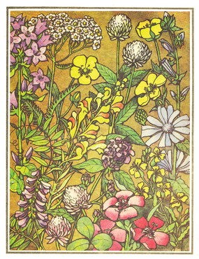 Книжка Луговые цветы - страница 2