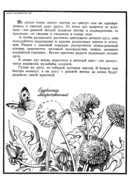 Книжка Луговые цветы - страница 3