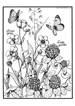 Книжка Луговые цветы - страница 4