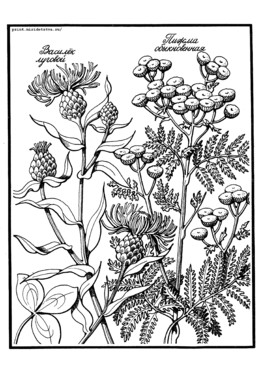 Книжка Луговые цветы - страница 5