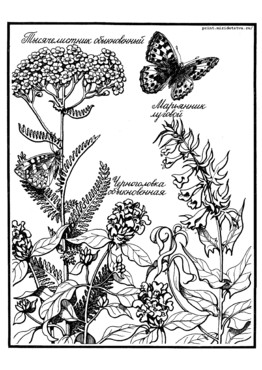 Книжка Луговые цветы - страница 8