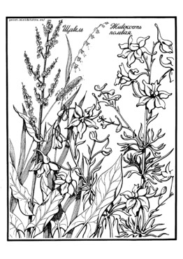 Книжка Луговые цветы - страница 9