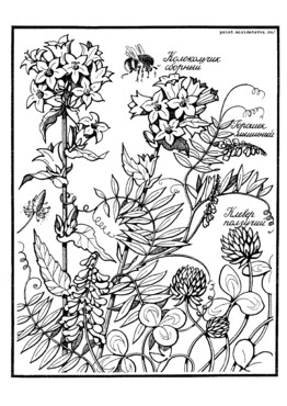 Книжка Луговые цветы - страница 11