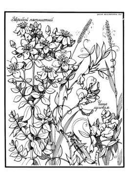 Книжка Луговые цветы - страница 12
