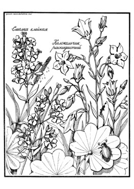 Книжка Луговые цветы - страница 14