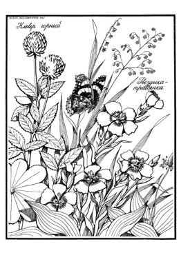 Книжка Луговые цветы - страница 15