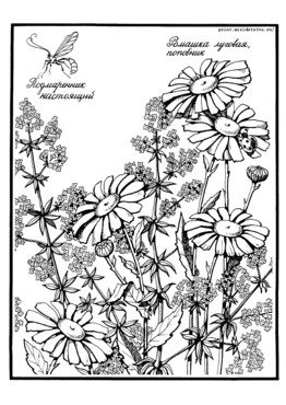Книжка Луговые цветы - страница 16