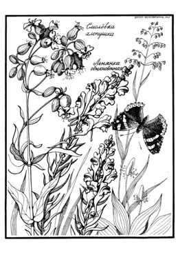 Книжка Луговые цветы - страница 17