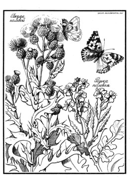 Книжка Луговые цветы - страница 18