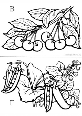 Книжка Азбука цветов и плодов - страница 6