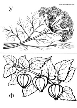 Книжка Азбука цветов и плодов - страница 14