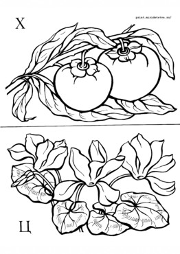 Книжка Азбука цветов и плодов - страница 15