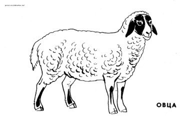 ovca.png