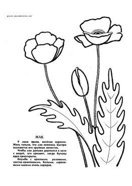 Книжка Что цветет на клумбе - страница 10